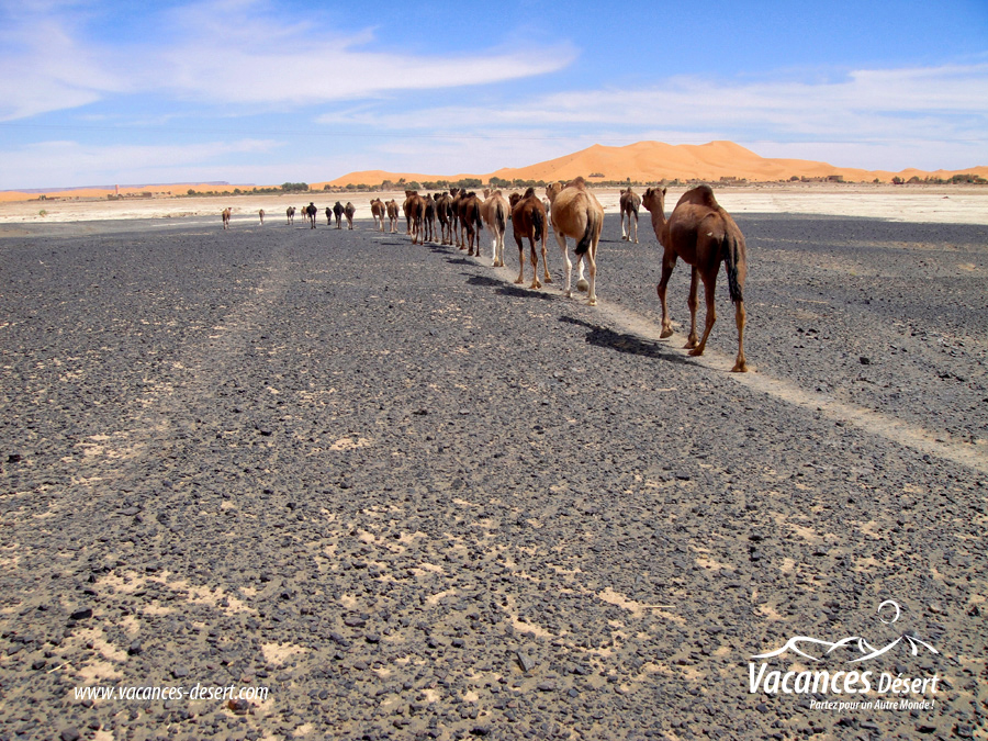 Un voyage au désert de Merzouga ! Des dunes de sable d or à perte de vue …